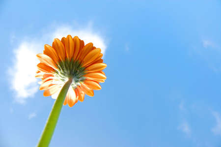 gerbera daisy from below under blue sky in summerの写真素材