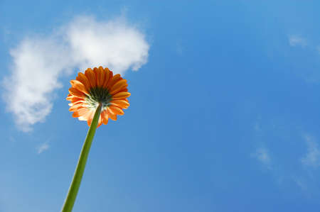 gerbera daisy from below under blue sky in summerの写真素材