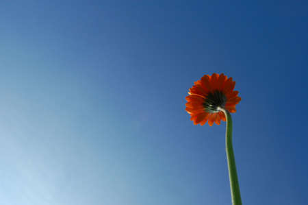 gerbera daisy from below under blue sky in summerの写真素材
