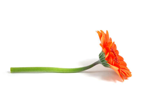gerbera daisy flower isolated on white backgroundの写真素材