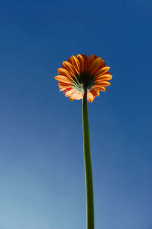 gerbera daisy from below under blue sky in summerの写真素材