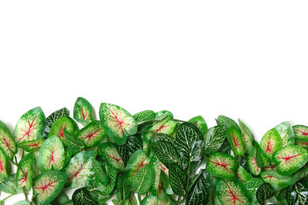 border of leaves isolated on white backgroundの写真素材