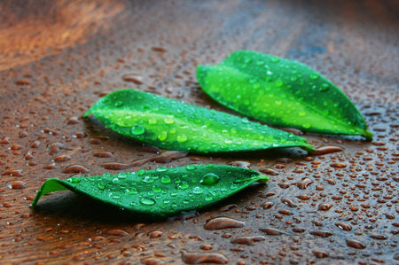 wellness and bath concept with leaves and water drops on wood