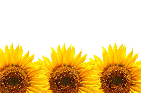 background with sunflower for happy summer or springtimeの写真素材
