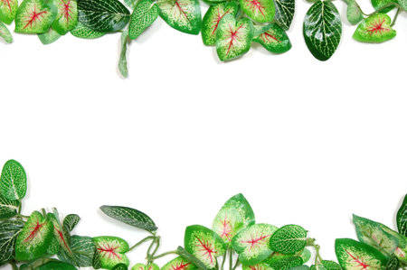 border of leaves isolated on white background