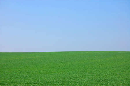 green summer landscape with grass and blue sky の写真素材