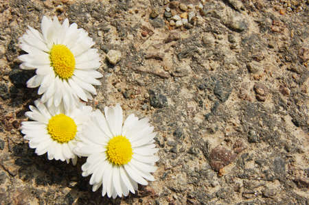 daisy flower with asphalt texture as copyspace for textの写真素材