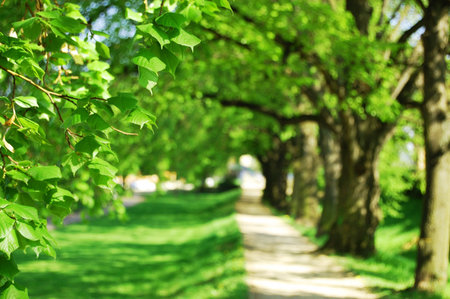 alley with green summer trees in the park on a sunny dayの写真素材