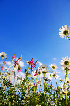 flowers on meadow in summer from below and blue skyの写真素材