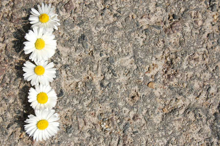daisy flower with asphalt texture as copyspace for textの写真素材