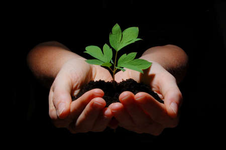 young plant in hands showing concept of environment and growthの写真素材