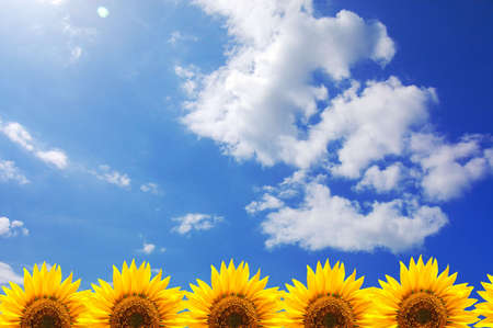 blue sky and sunflower showing summer conceptの写真素材