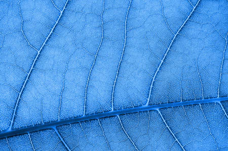 abstract colored leaf texture can be used as backgroundの写真素材