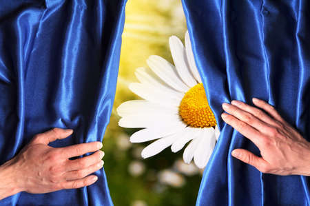 flowers behind blue curtain can be used as happy birthday card or summer conceptの写真素材