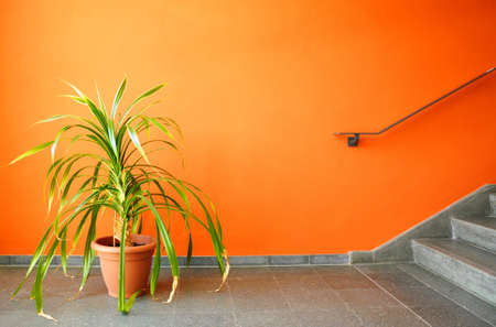orange wall and pottet plant with copyspace showing real estate conceptの写真素材