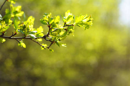 green leaves in summer in the park or woods with copyspaceの写真素材