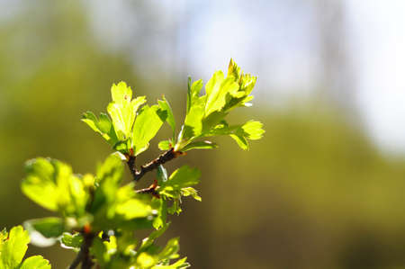 summer or spring nature with leaves and copyspaceの写真素材
