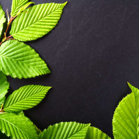 frame or border with green spring leaves and copyspaceの写真素材