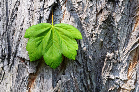 leaf on wood texture and copyspace can be used as background or wallpaperの写真素材