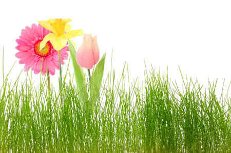 summer flowers and grass isolated on white background