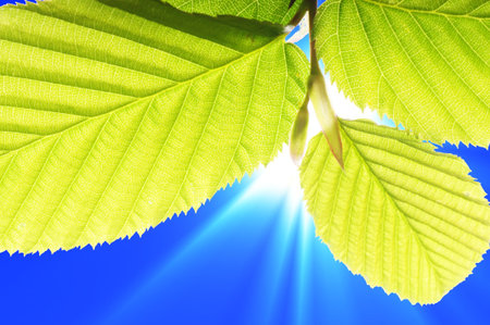 green summer leaves and blue sky with sun