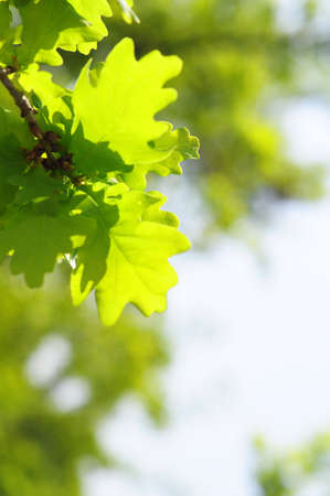 beautyfil nature concept with green summer leaf and copyspaceの写真素材