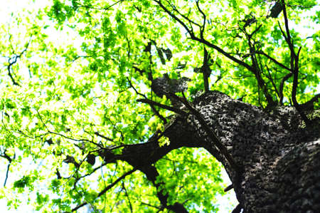 green summer trees in the woods or forestの写真素材