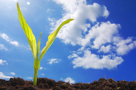 growth concept with growing young plant in nature の写真素材