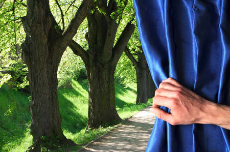 summer trees in a park or forest behind a blue curtainの写真素材