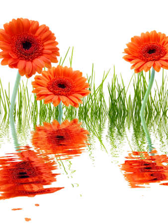 summer or spa flowers with water reflectionの写真素材