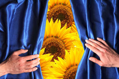 flowers behind blue curtain can be used as happy birthday card or summer conceptの写真素材