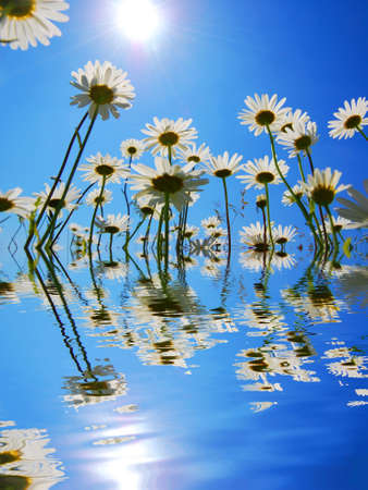 daisy flower and water reflection showing summer conceptの写真素材