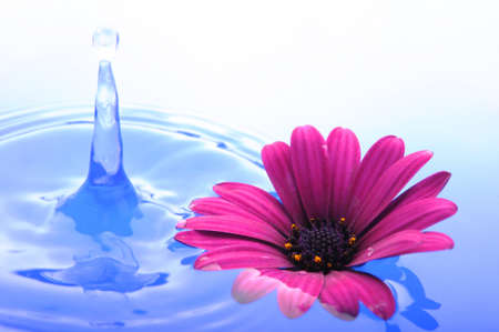water drop and flower showing spa or zen conceptの写真素材