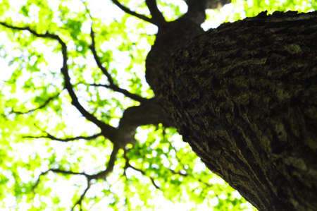 green summer trees in the woods or forestの写真素材
