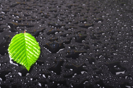 leaf on wet black background with water drops showing summer or rain concept