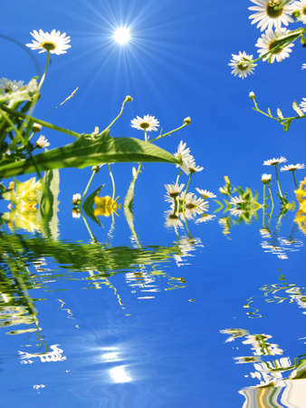 daisy flower and water reflection showing summer conceptの写真素材