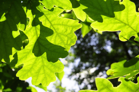 green spring or summer leaves with copyspace