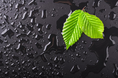 leaf and black background with rain water drops and copyspace