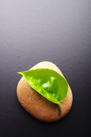 zen or spa still life on black with grean leaf and copyspace