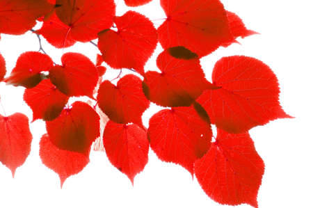 red fall or autumn leaves on a white backgroundの写真素材