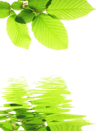 green leave and water surface with copyspaceの写真素材