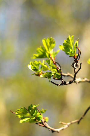 green spring leaves with copyspacee showing nature conceptの写真素材