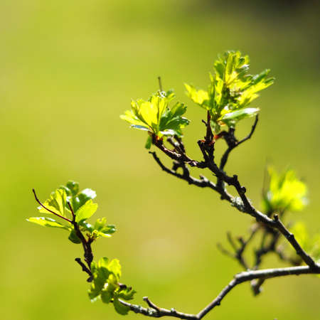 summer or spring nature with leaves and copyspaceの写真素材