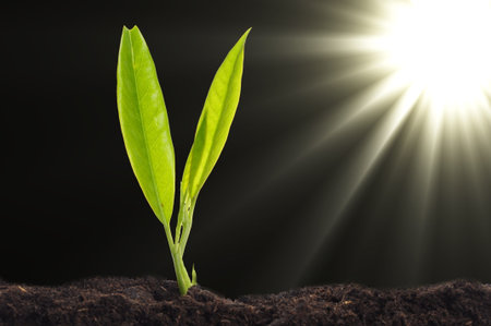 small plant and soil on blue background with sun and copyspaceの写真素材