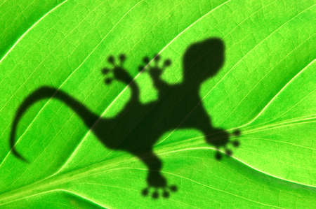 tropical background with leaf and gecko or lizard animalの写真素材