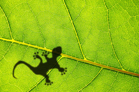 tropical background with leaf and gecko or lizard animalの写真素材