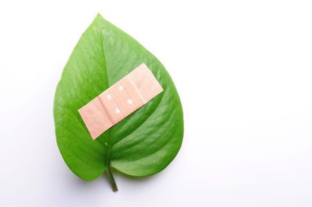 green leaf isolated on white showing broken nature ecology concept with band aid