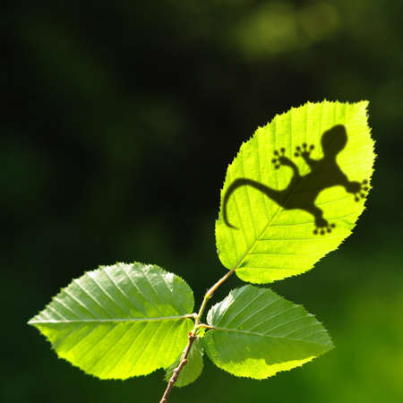 green jungle leaf with gecko shadow showing rainforest or nature conceptの写真素材