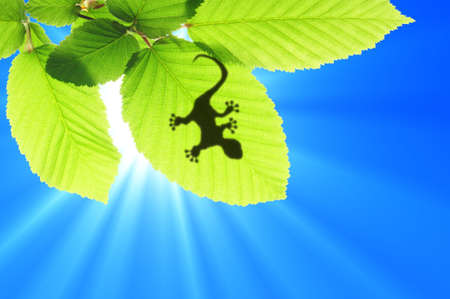 gecko shadow on green leaf texture showing nature concept with copyspaceの写真素材