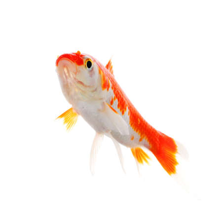 high quality image of goldfish swimming isolated on white backgroundの写真素材